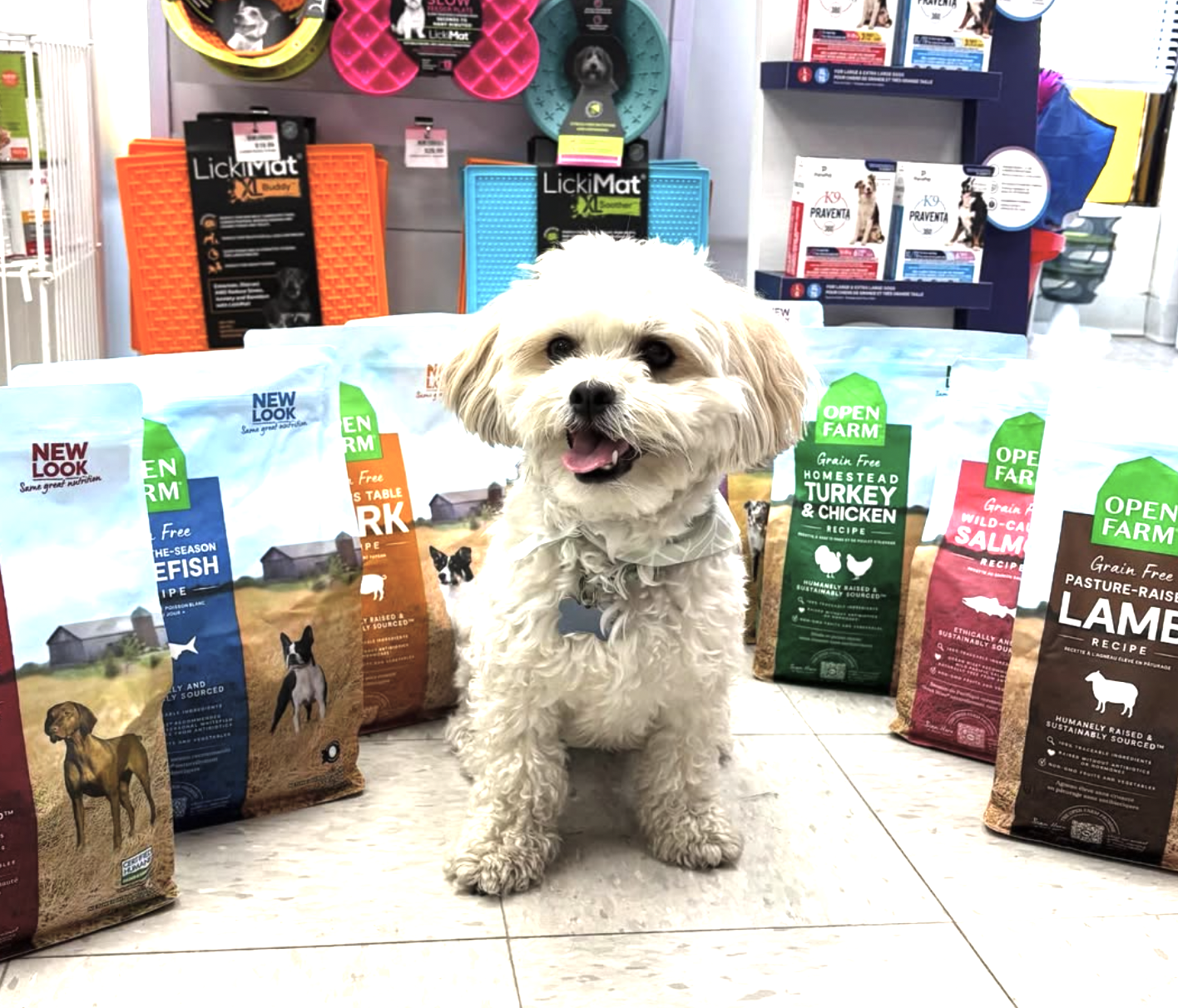 Dog hero image
